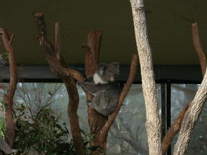 Koala!!!