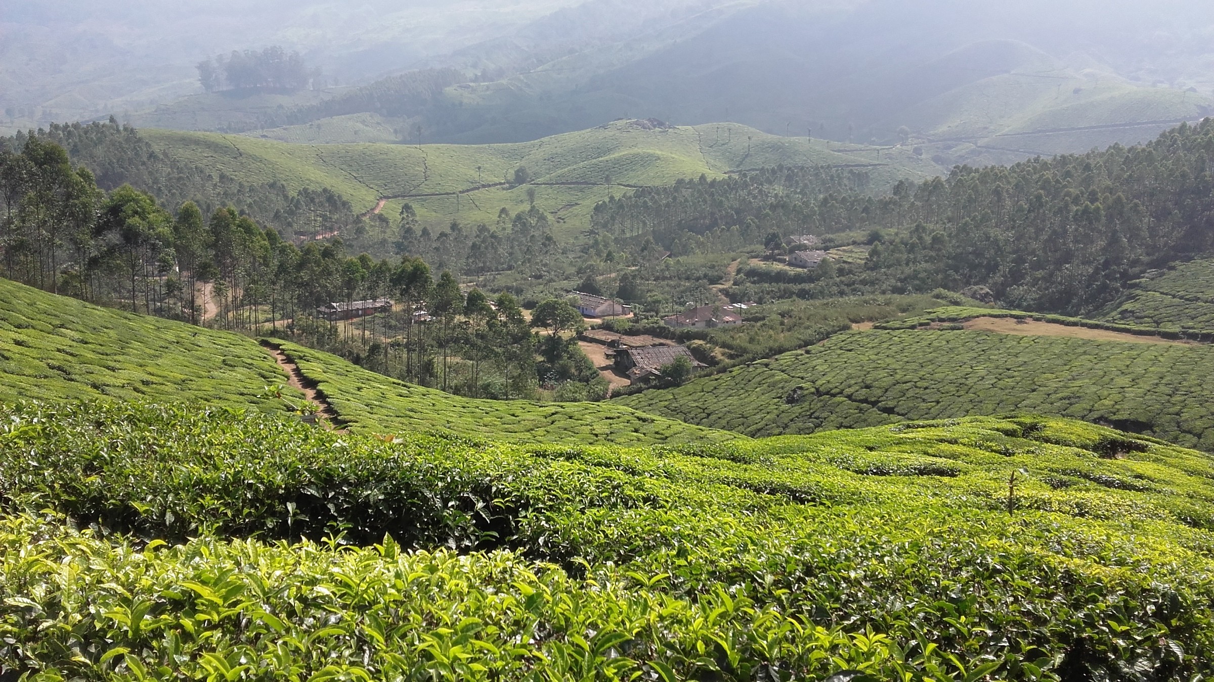 Tea Estates | Photo