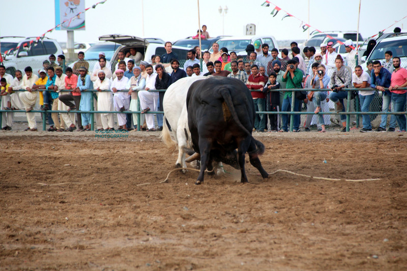 Traditional Bull Fight