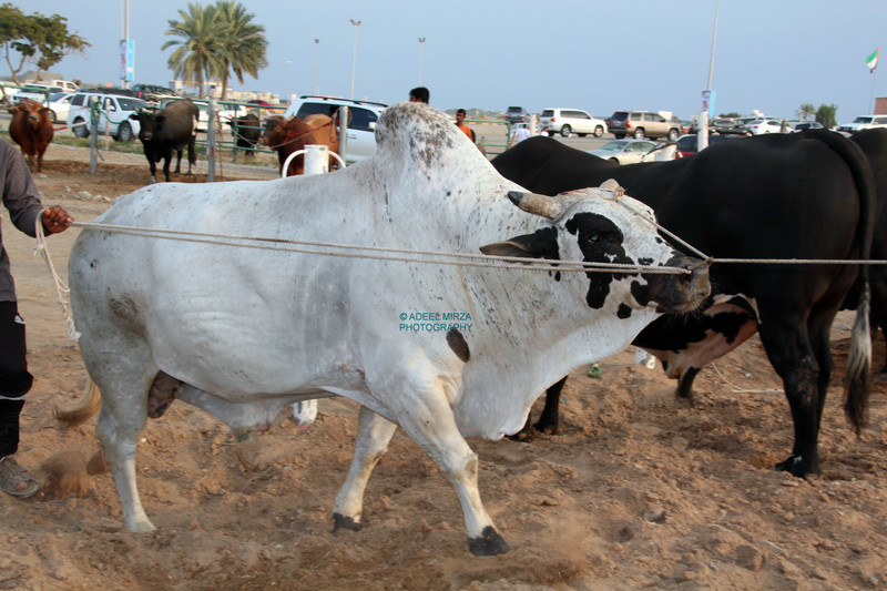 Traditional Bull Fight