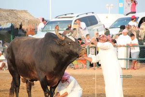 Traditional Bull Fight