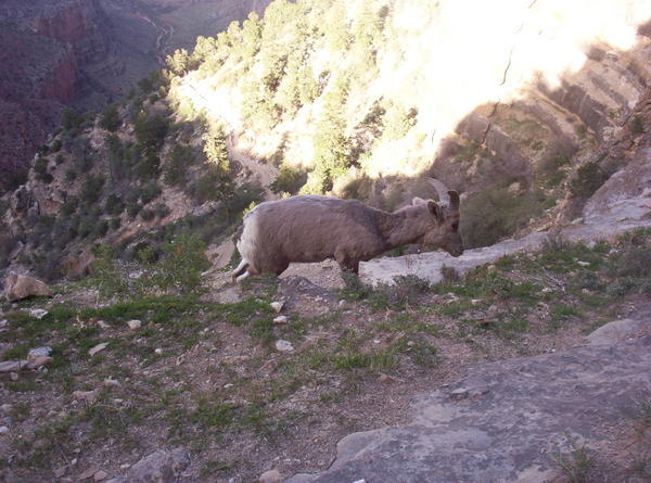 A Mountain Goat Along the Trail