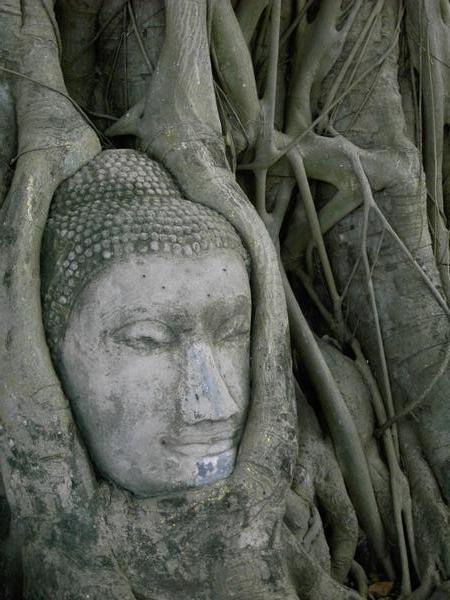 tree buddha