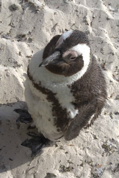 Boulder Beach Penguin