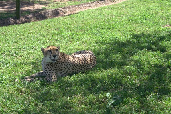 Too Close for Comfort with a Cheetah