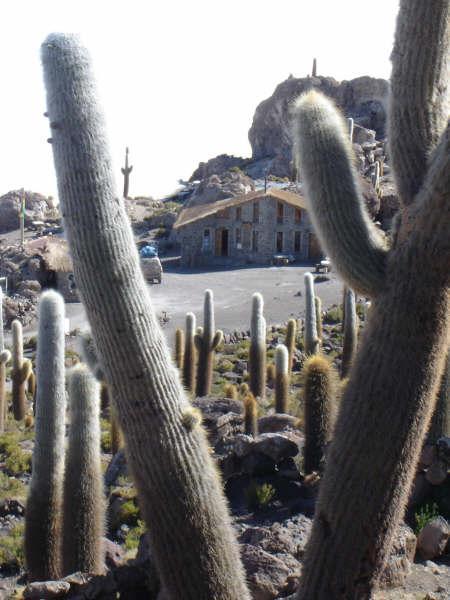 Cactus Island