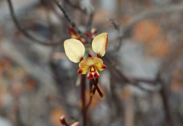 Donkey Orchid Dryandra Woodlands