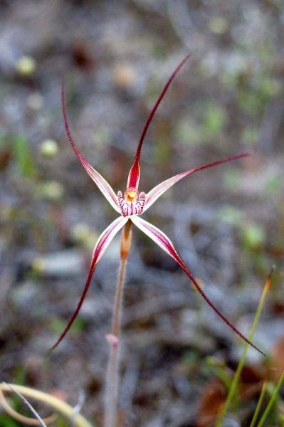 Spider Orchid Stirling Range