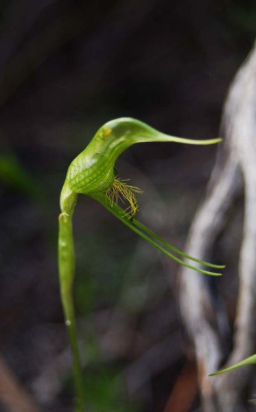 Bird Orchid, Quaalup
