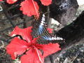 Butterfly Park (Batu Ferringhi)
