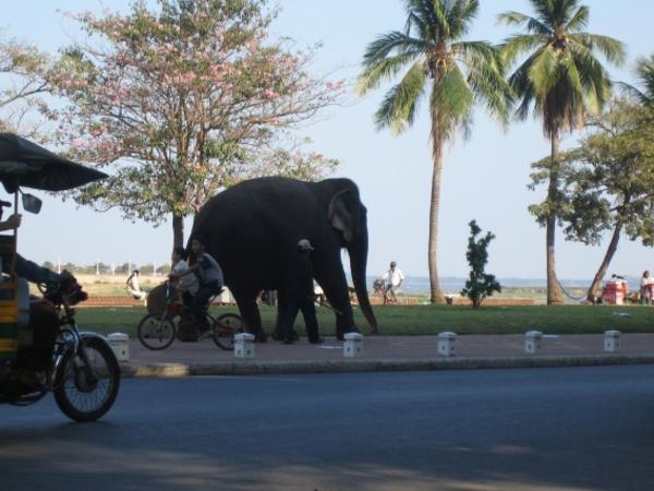 Elephant at Riverside