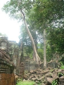 Leaning Tree - Preah Khan