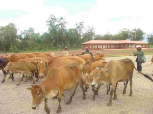 Herding Cattle - Koh Ker