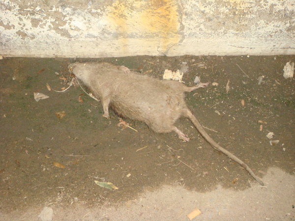 Massive rat