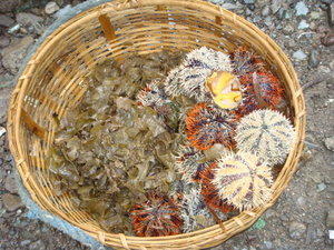 Basket full of sea urchins