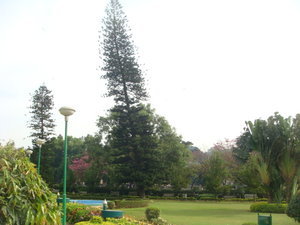 Leaning tree of Bangalore