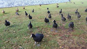 Ptice ob jezeru