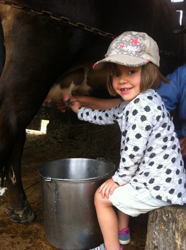 Milking a cow!