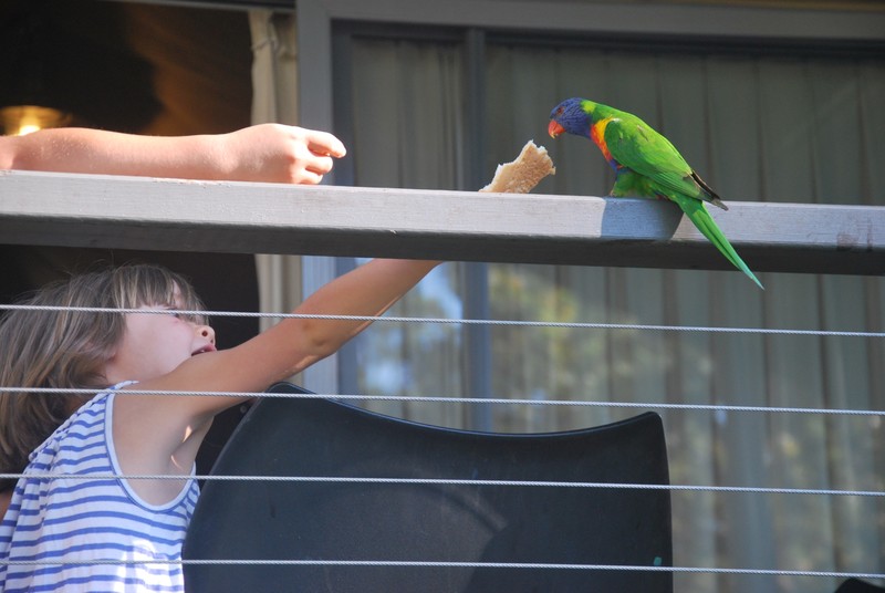 Feeding a parakeet
