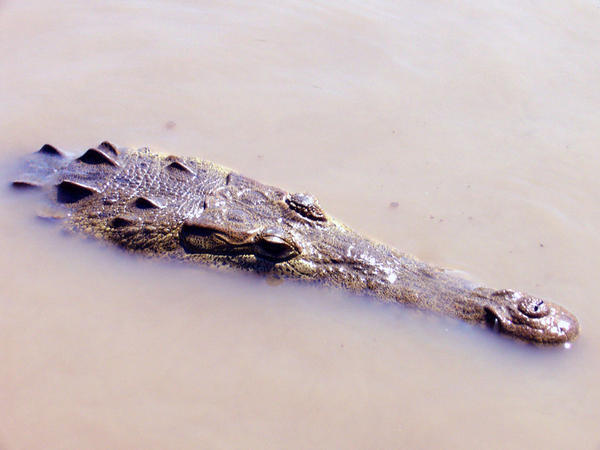 American Croc
