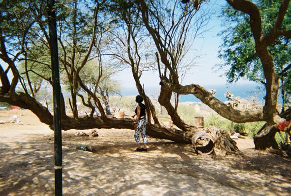 Tree on Goree