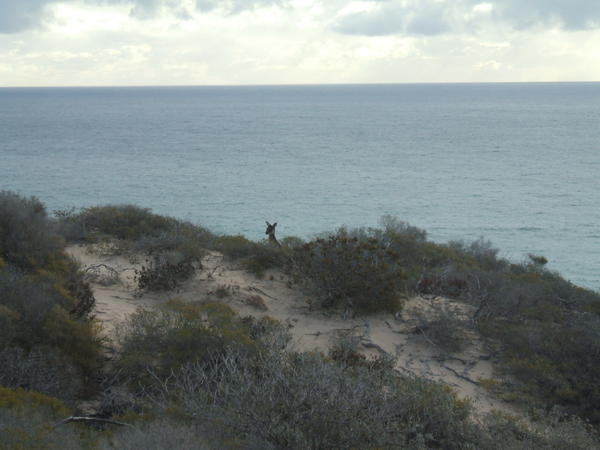 Can you spot the kangaroo?