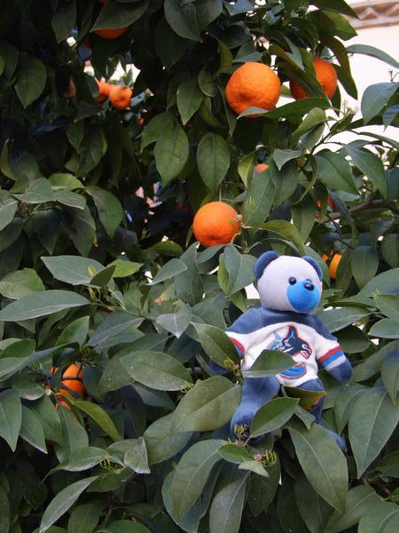 Mukluk in the Orange Tree