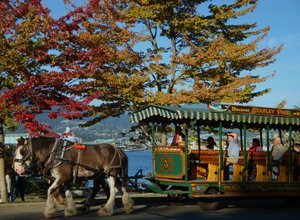 Horse-drawn Carriage Rides