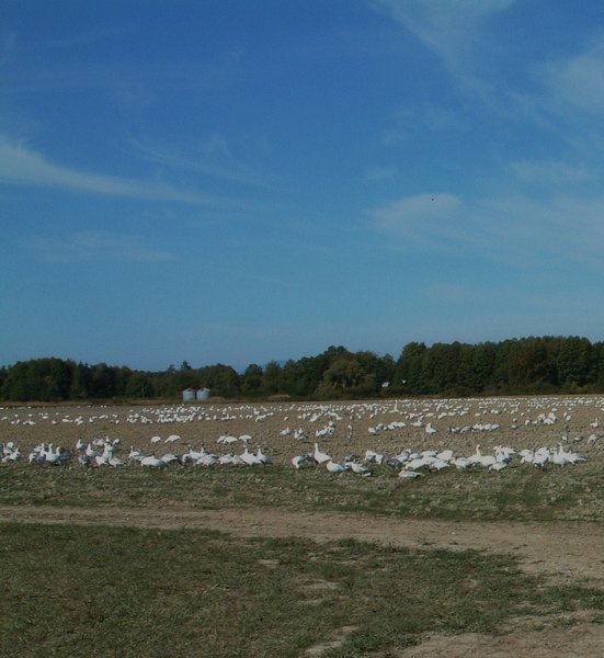 Resting Snow Geese