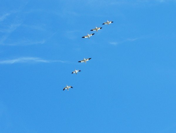 Snow Geese Migration, November