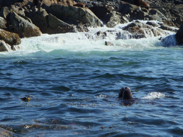 Sea Lions Take the Plunge!