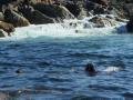Sea Lions Take the Plunge!