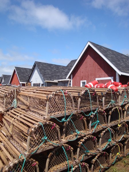 Lobster Traps Galore