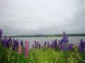 Colourful Lupins Line the Country Roads