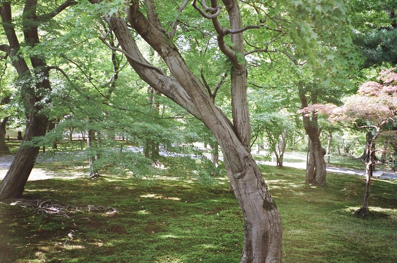 Tofukuji gardens