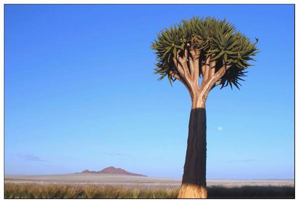 Namibia's quiver tree