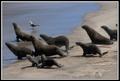 Cape Cross seal colony