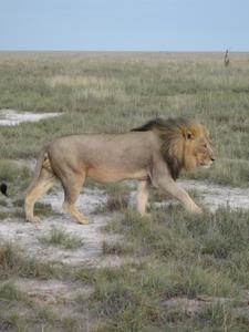 Alpha 2. A surprise lion spot en route back to field base
