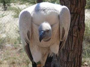Alpha 3. Nelson, one of the injured Cape Griffon vultures