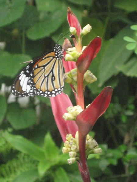 Butterfly garden in Siem Rep
