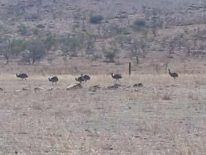 Emus in the outback
