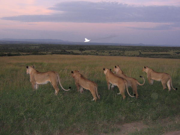 a group of lioness getting ready to hunt