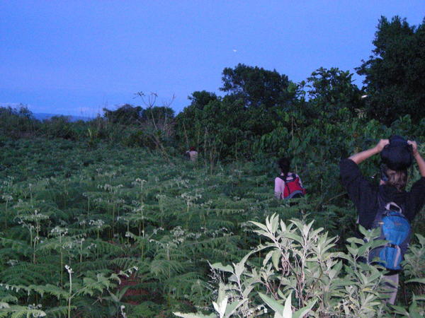 walking towards the jungle away from village