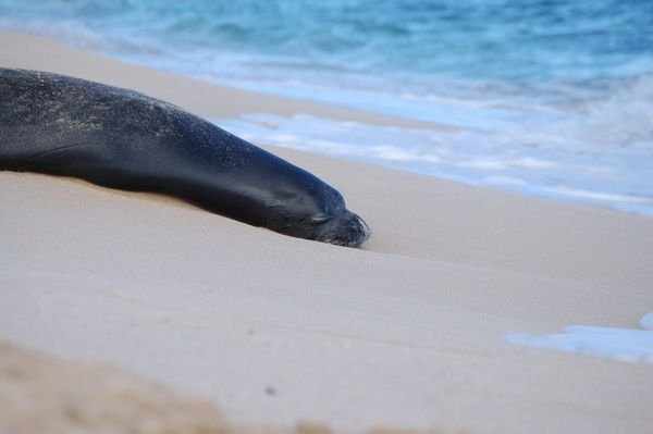Seal at Beach