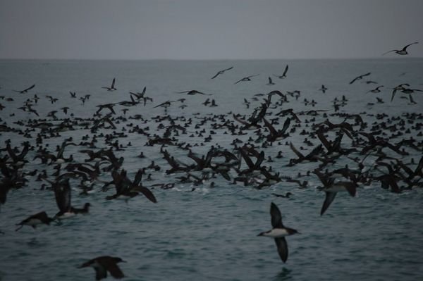 Shearwaters on the Dolphin trip!