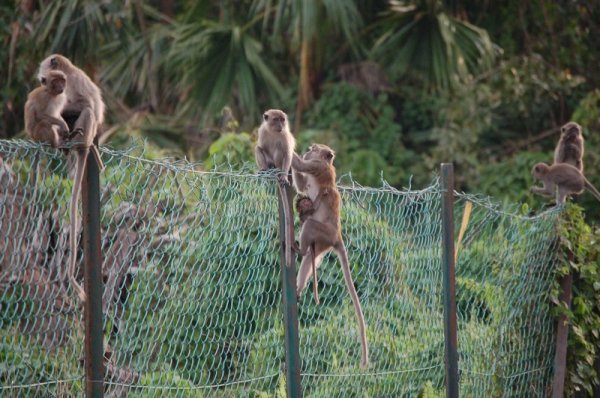 Wild Monkeys in Klang