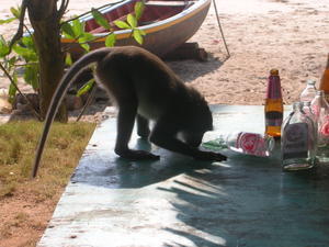 Monkey Drinking my Beer at the Beach