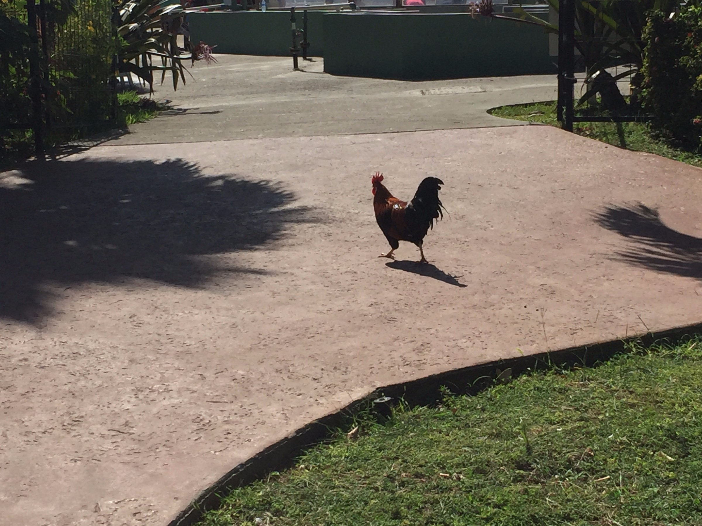 chicken cross the road gambling game