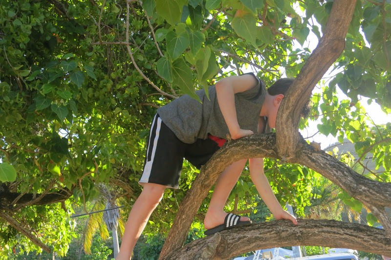 Climbing trees in Farjado