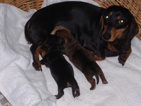 Louisa and her pups